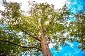  Cherry Valley, IL Tree Services Pros