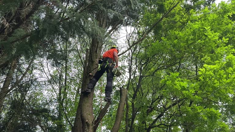 Best Utility Line Clearance  in Cherry Valley, IL