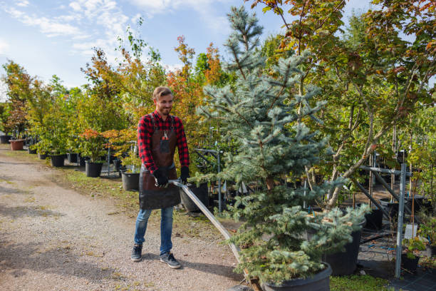 How Our Tree Care Process Works  in  Cherry Valley, IL