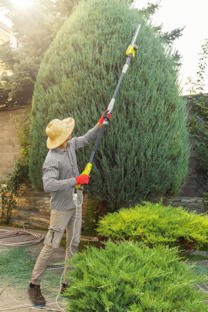 Best Tree Maintenance Programs  in Cherry Valley, IL