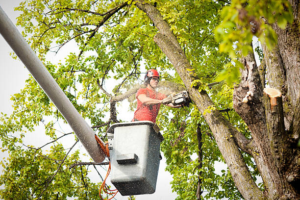 Best Weed Control  in Cherry Valley, IL