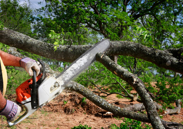 Best Tree Disease Treatment  in Cherry Valley, IL