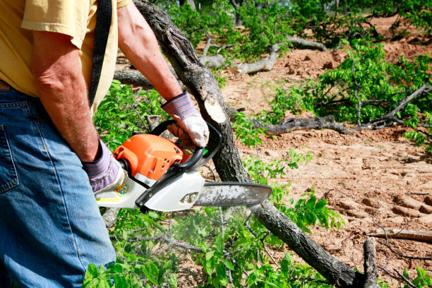 Reliable Cherry Valley, IL Tree Services Solutions